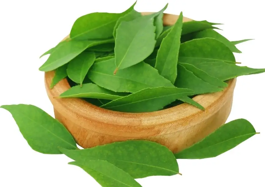 curry leaves remedy for hair loss